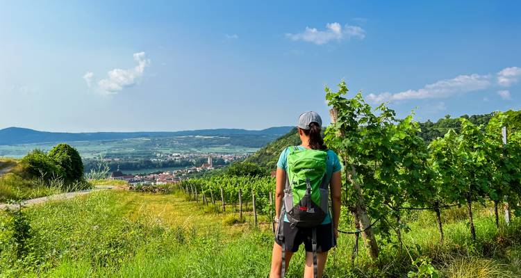 Personne marchant à travers les vignobles vers une ville.