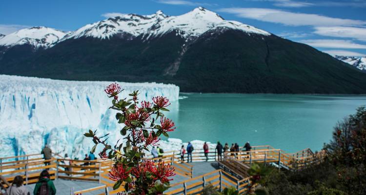 Terrasse d'observation touristique surplombant un glacier avec des fleurs rouges au premier plan.