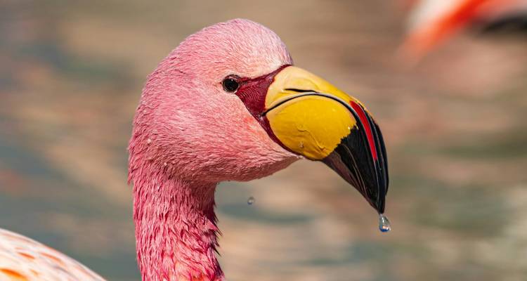 Gros plan d'un flamant rose avec des gouttelettes d'eau.