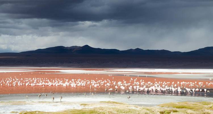 Un grand groupe de flamants roses sur un lac coloré.