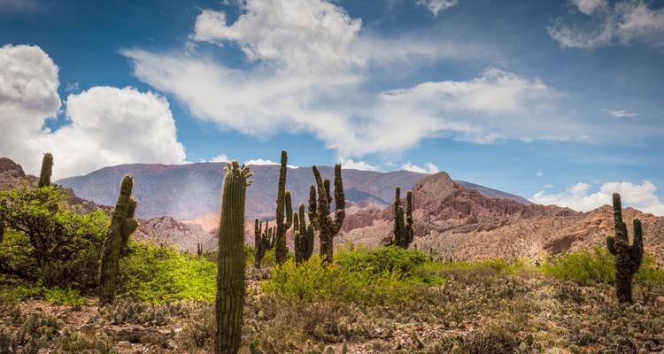Un paysage désertique avec des cactus et des montagnes environnantes.