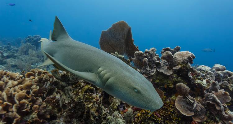 Scène sous-marine avec un requin nourrice nageant autour de récifs coralliens.