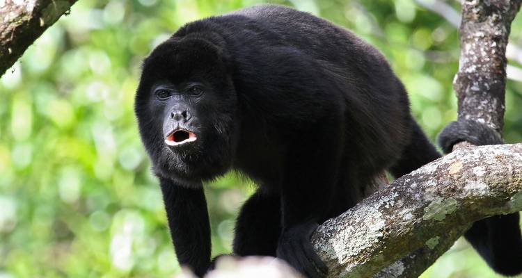 Gros plan d'un singe hurleur noir perché sur une branche d'arbre dans une forêt tropicale verdoyante.