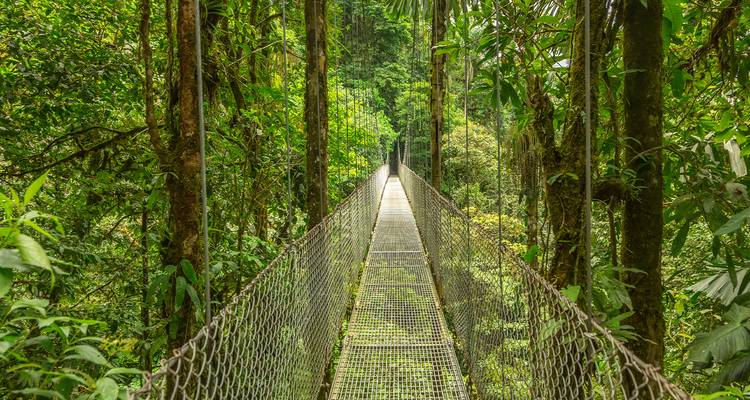 Un puente colgante en medio de un bosque tropical con exuberante follaje verde.