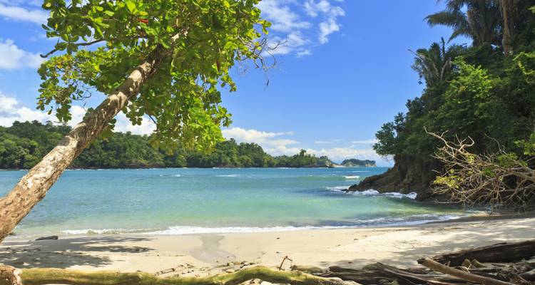 Hermosa playa con un árbol inclinado sobre arena blanca y agua turquesa.