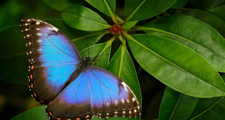 Mariposa azul vibrante sobre hojas verdes en un jardín.
