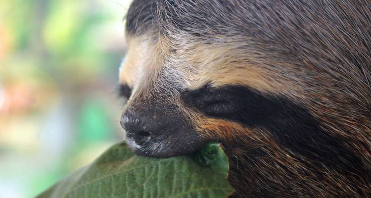 Primer plano de un perezoso de tres dedos comiendo una hoja.
