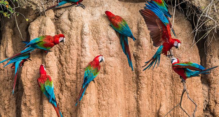 Brightly colored macaws perched on a clay lick.