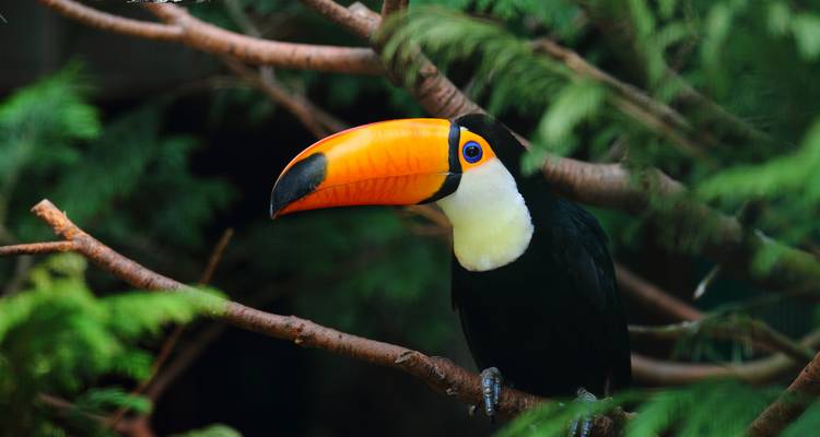 Tucán sentado en una rama con follaje verde vibrante.