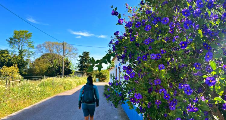 Personne marchant le long d'un sentier bordé de fleurs.