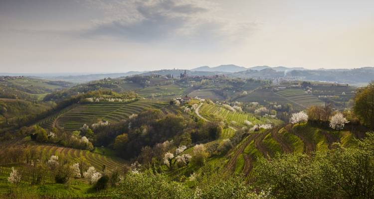 Vasto paisaje montañoso con campos en terrazas y árboles en flor.