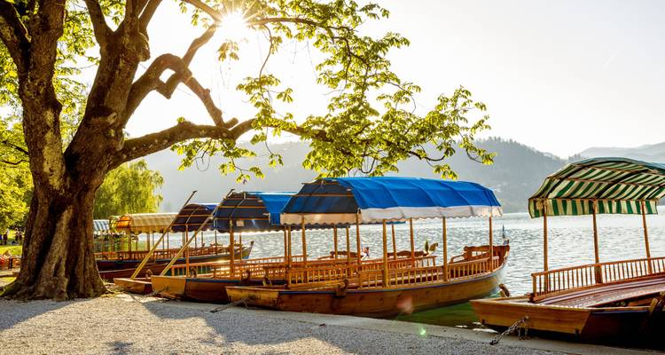 Fila de botes de madera junto a un árbol grande al lado de un lago iluminado por el sol.