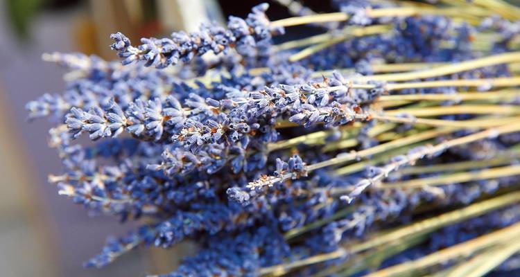 Des bouquets de fleurs de lavande séchées vibrantes attachées ensemble pour la vente.