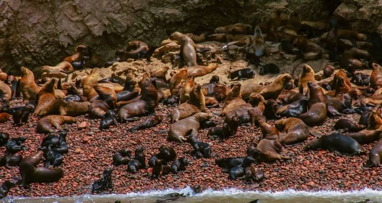 Talrijke zeeleeuwen op een rotsachtige kust.