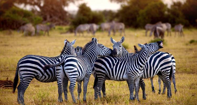 Zebraherde interagiert auf einer grasbewachsenen Wiese während des Tages.