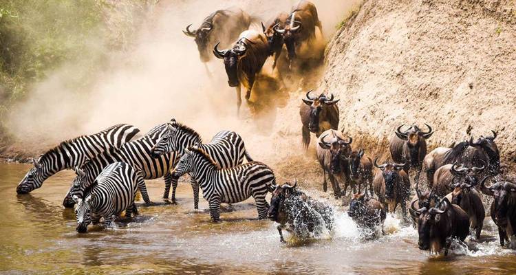 Zebras und Gnus überqueren einen Fluss und schaffen eine dynamische Szene.