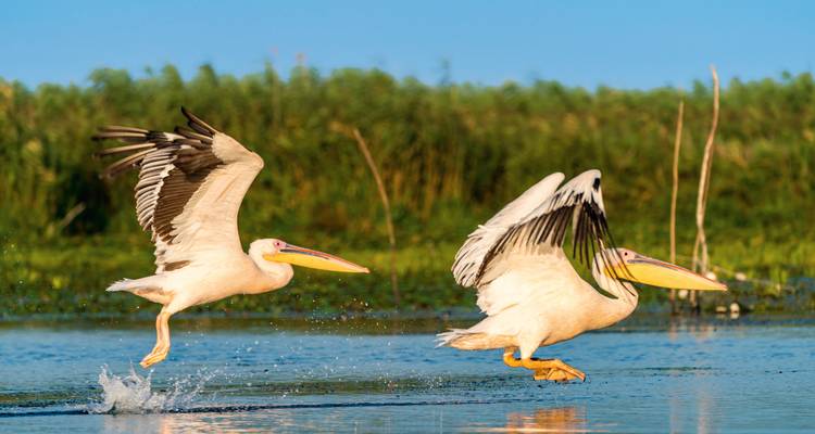 Dos pelícanos blancos grandes despegando y chapoteando en una laguna pantanosa exuberante.