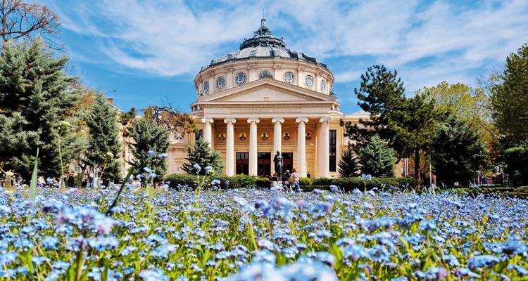 Les fleurs de printemps tapissent le premier plan devant l'Athénée roumain néoclassique de Bucarest sous un ciel lumineux.