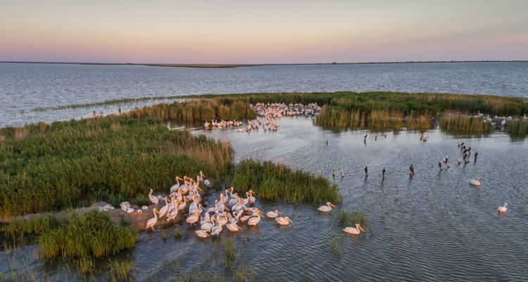 Bandada de pelícanos congregándose en los humedales tranquilos del Delta del Danubio al anochecer.