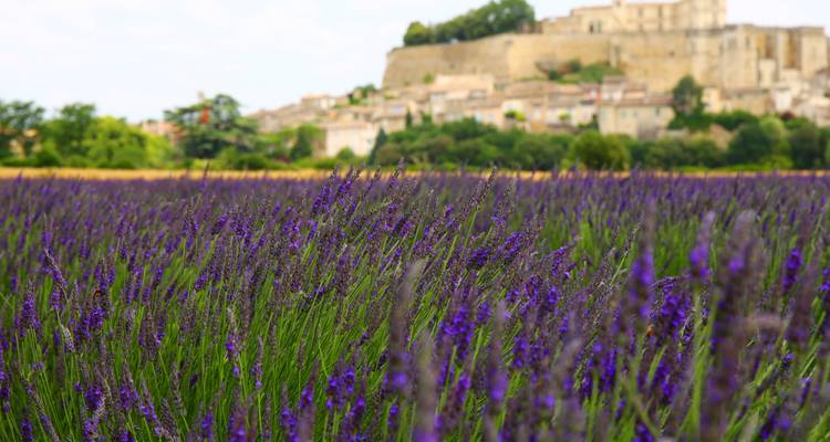 Des champs de lavande vibrants s'étendent vers un village provençal perché sur une colline.