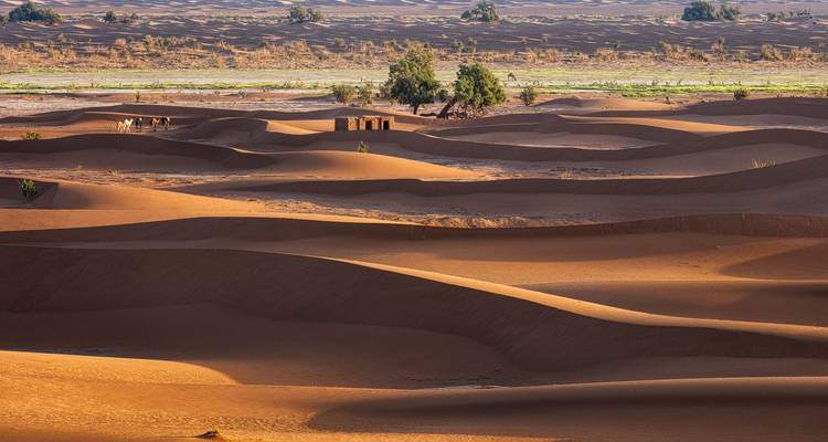 Vue panoramique de dunes de sable avec une végétation clairsemée.