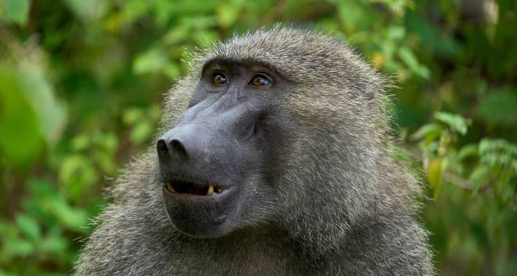 Retrato de un babuino mirando hacia un fondo de exuberante bosque verde.