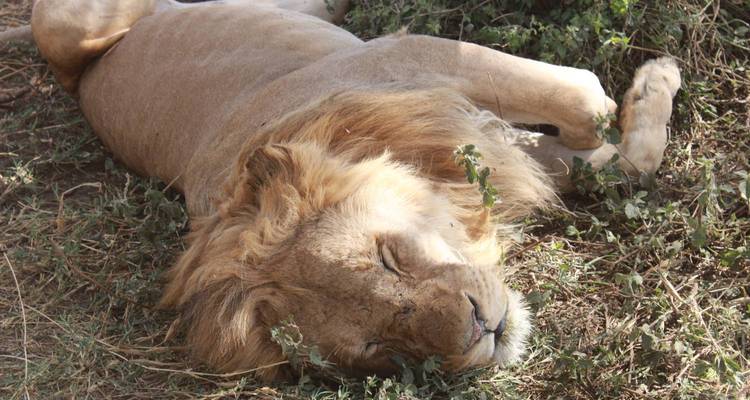 León macho durmiendo en el suelo cubierto de pasto rodeado de vegetación seca.