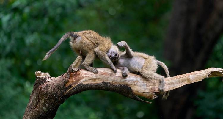 Dos babuinos jóvenes jugando a luchar en un tronco caído en el bosque.