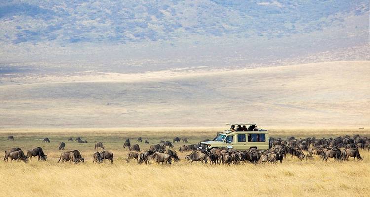 Un jeep de safari rodeado por una manada de ñus en las altas hierbas doradas.