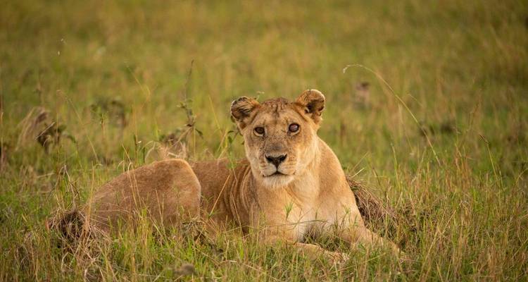 Leona descansando alerta en el pasto dorado y alto de la sabana abierta