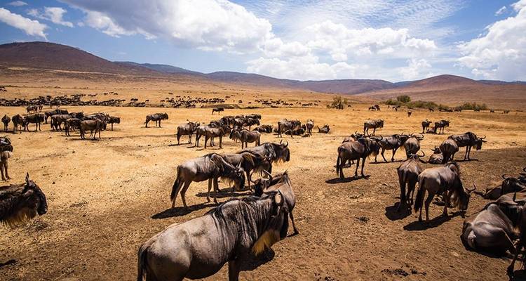 Cientos de ñúes se dispersan por las llanuras secas bajo un cielo parcialmente nublado.
