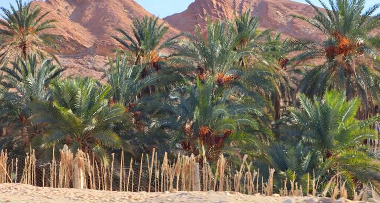 Palmen in einer Wüstenoase mit felsigem Hintergrund.
