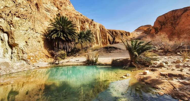 Un oasis del desierto con palmeras y una pequeña masa de agua rodeada de terreno rocoso.