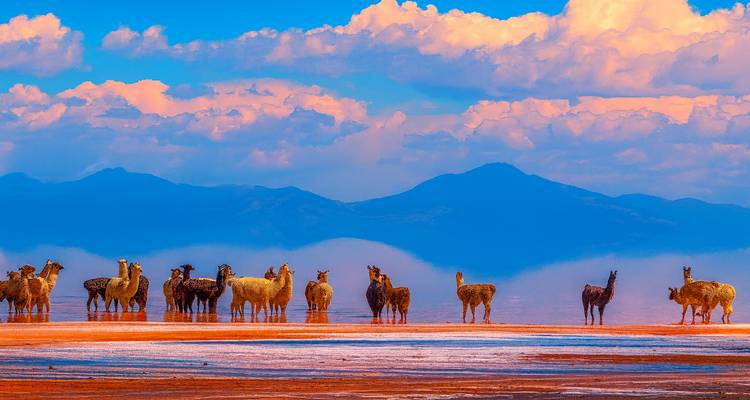 Llamas con fondo montañoso y cielo colorido