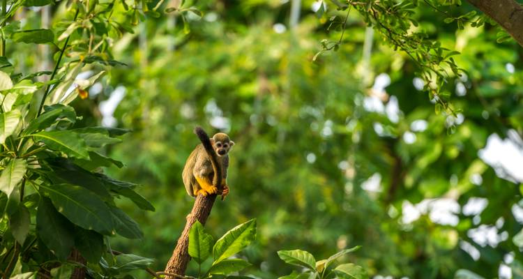 Ein kleiner Totenkopfaffe sitzt auf einem Ast inmitten dichtem tropischem Laubwerk.