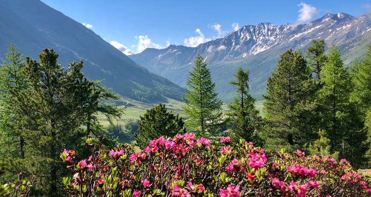 A breathtaking view of snow-capped mountains, green valleys, and pink flowers in the foreground.
