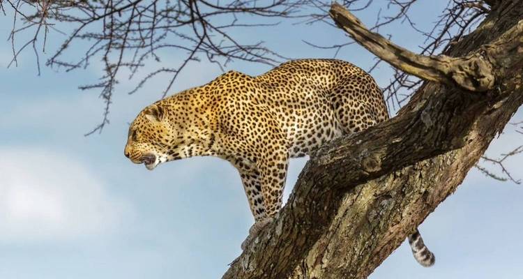 Un leopardo se equilibra en la rama de un árbol contra un cielo azul, con la boca ligeramente abierta mientras examina la sabana.