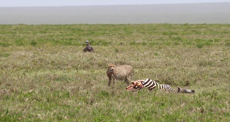 Un guepardo vigila una cebra recién cazada mientras un buitre espera en la distancia entre el pasto.