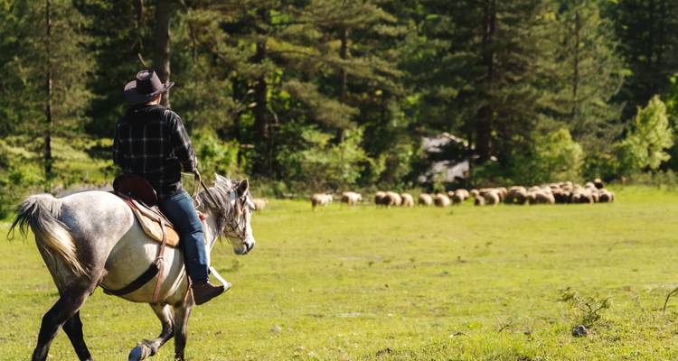 Persona a caballo observando un rebaño de ovejas en un campo verde y frondoso.