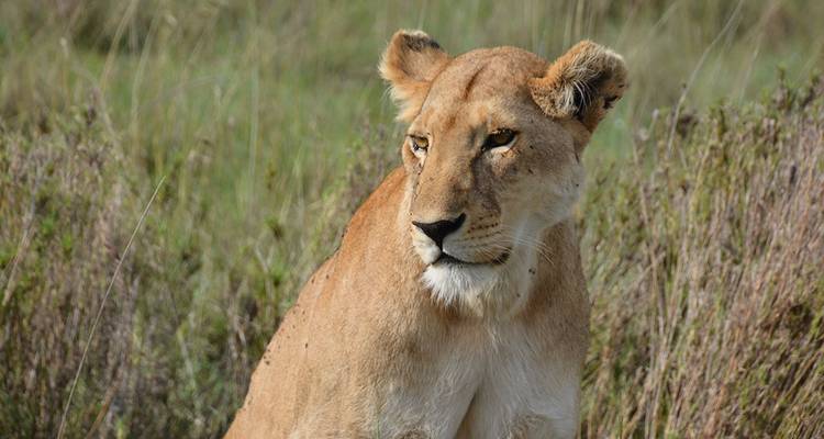 Löwin ruht im Grasland.