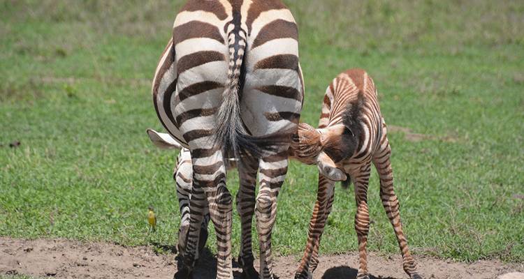 Zebra und Zebra-Baby stehen zusammen auf dem Grasland.