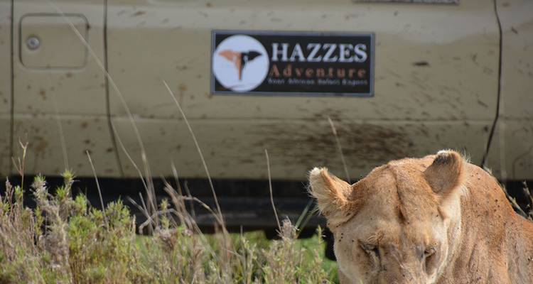 Löwin, die neben einem Safari-Fahrzeug läuft.