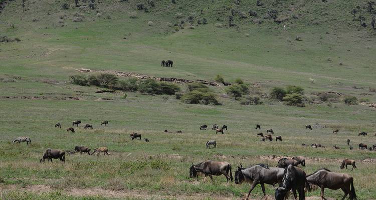 Herde von Gnus, die in einem weiten Grasland grasen.