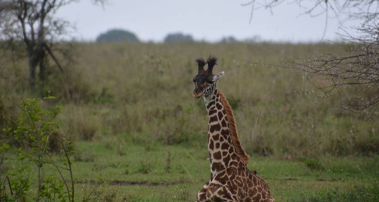 Giraffe sitzt zwischen Bäumen in einer Savannenlandschaft.