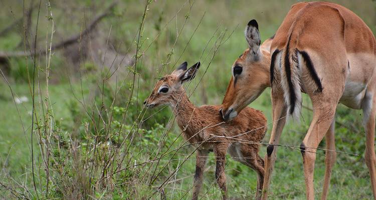 Impala mit ihrem Jungen in einer grasigen Landschaft.