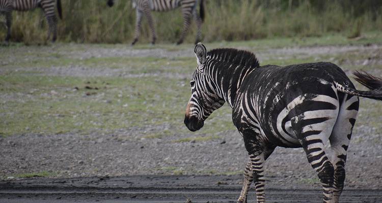 Zebra voller Schlamm, das in der Savanne läuft.