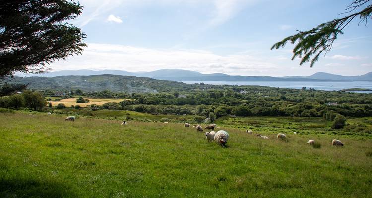 Sheep graze in a lush meadow overlooking inlets and distant hills under a blue sky