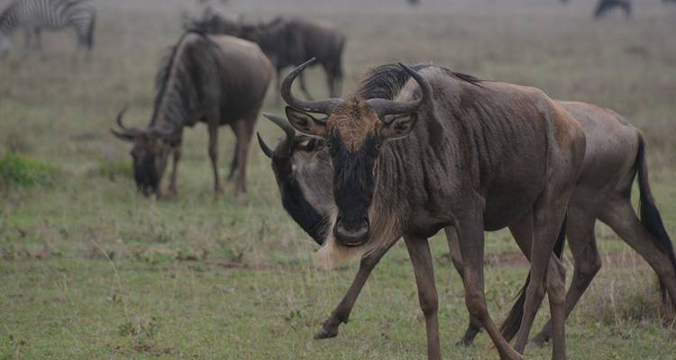Gnus grasen auf einem offenen Feld mit Zebras im Hintergrund.