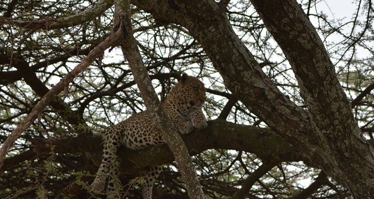 Leopard, der auf einem Ast mit Blattwerk drumherum ruht.