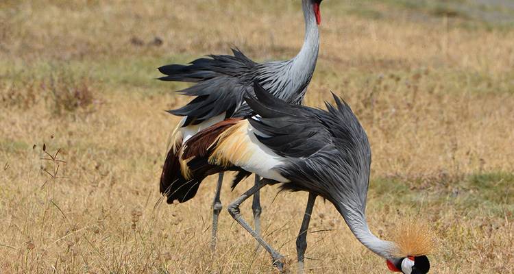 Zwei bunte Vögel stehen auf einer grasbewachsenen Wiese.